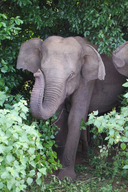 Elephants of Udawalawe