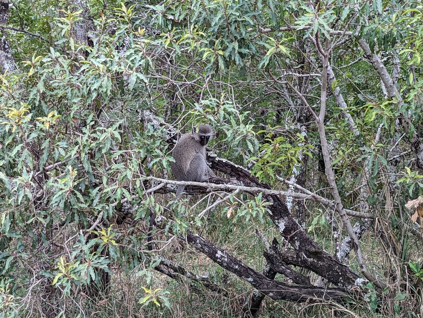 Hluhluwe-Imfolozi-Nationalparks