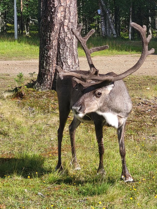 Finnish reindeer
