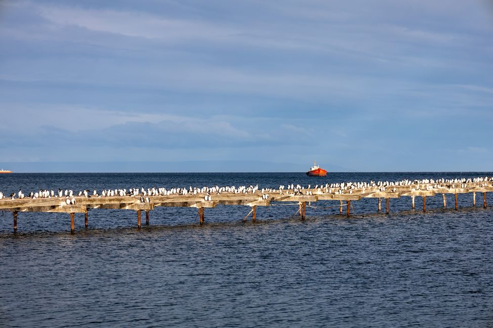 Cormorants sunbathe on the pier
