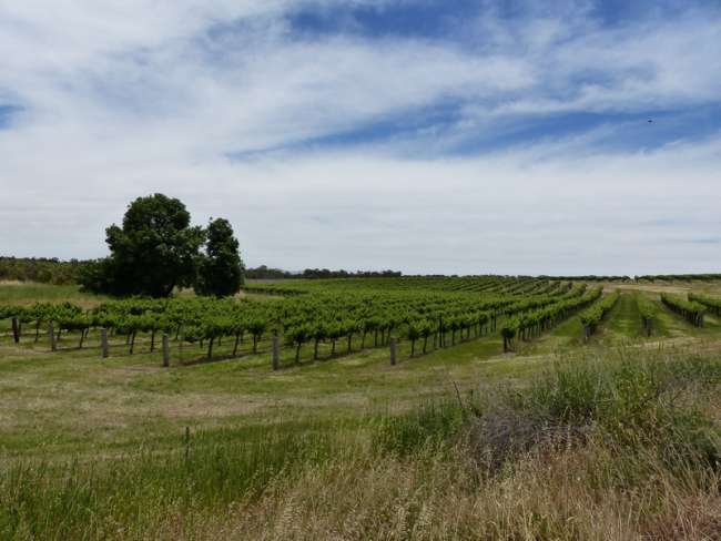Tag 32: Clare - Clare Valley - Adelaide - Cape Jervis