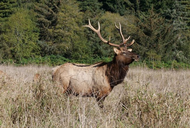 Redwood National Park - Elk Prärie