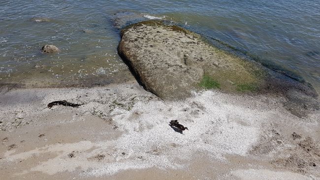 Eine Entenmama mit ihren Küken am Strand