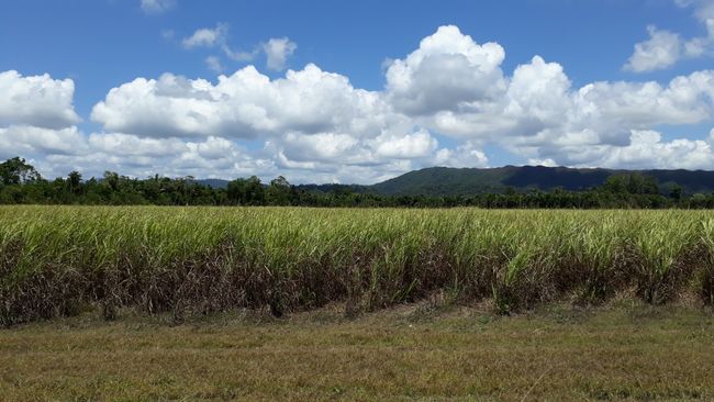 Zuckerrohrfelder