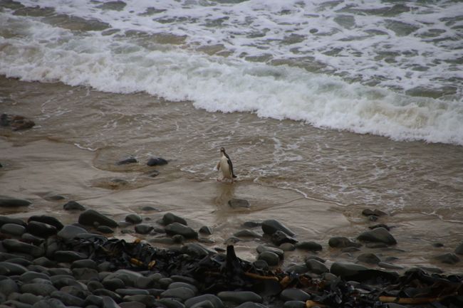 Pingu in der Nähe von Kaka Point