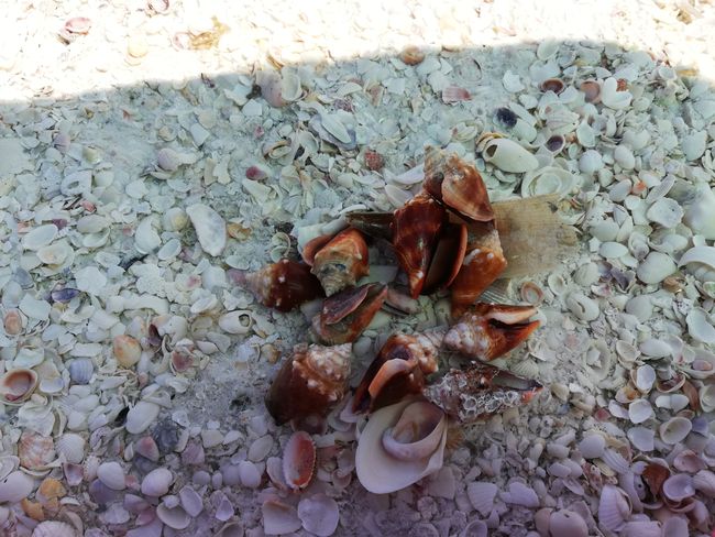 Beach consists only of shells 