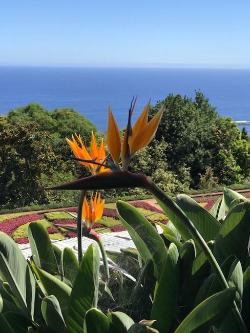Botanischer Garten von Madeira - Ботаникалық бақ