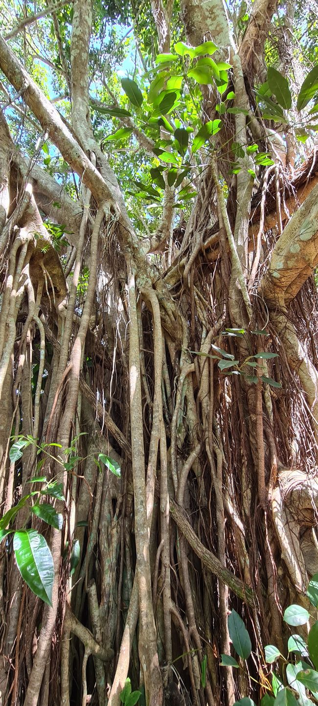 Day 14/15 - Kuranda