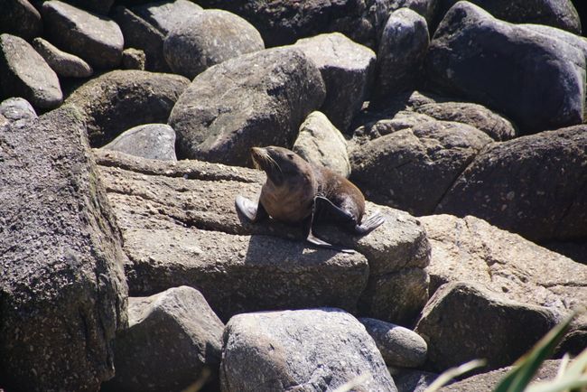 Seebär in der Tauranga Bay