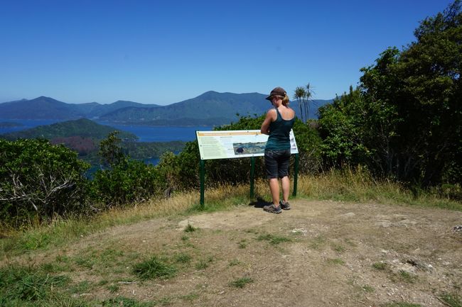 Onahau Lookout, Queen Charlotte Track 
