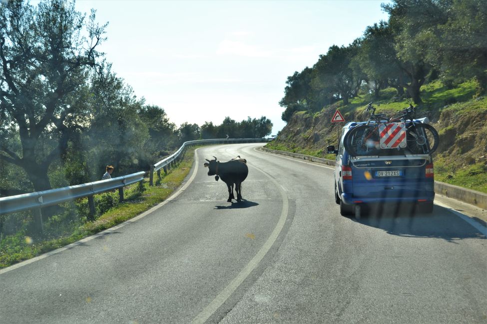 Watch out for cows, sheep, goats, and dogs on the road.