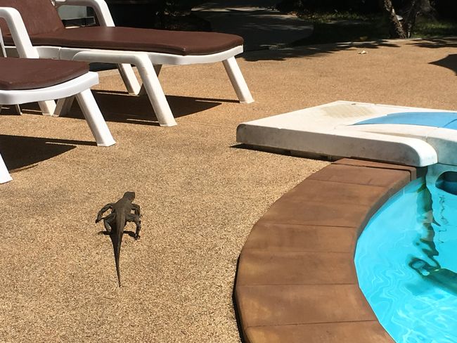 Animal visitor at the pool