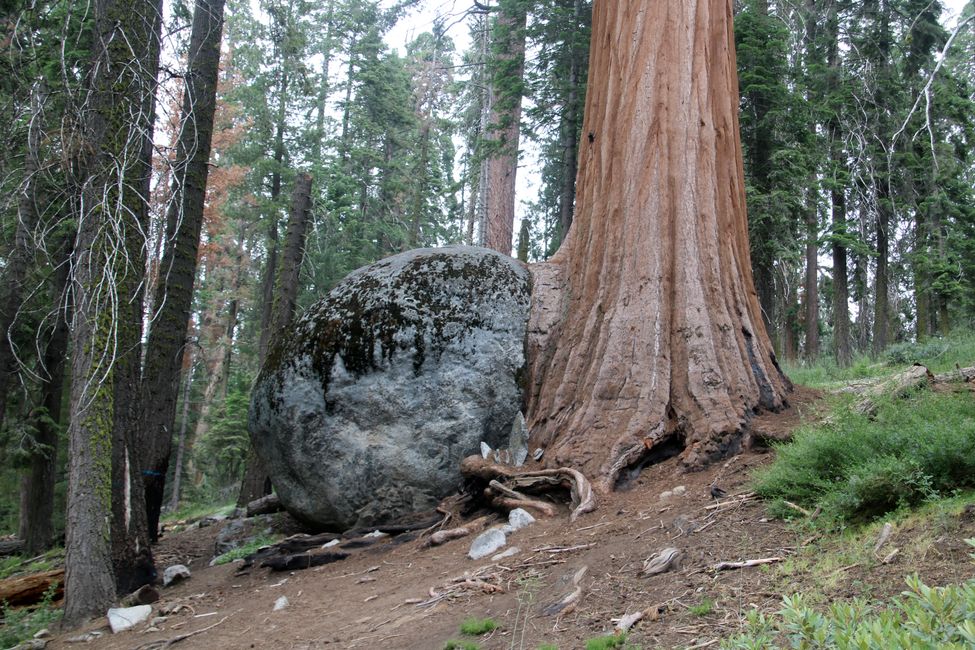 Sequoia hinaspa Kings Canyon NP / California llaqtakunapi hatun huñunakuy
