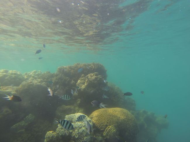 Tag 42: Schnorcheln am Great Barrier Reef
