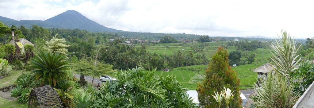 Rice terrace landscape