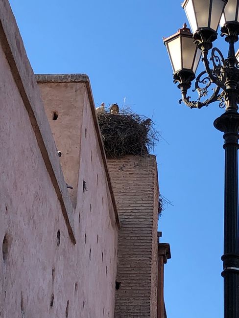 Storch auf Stadtmauer Marrakech 