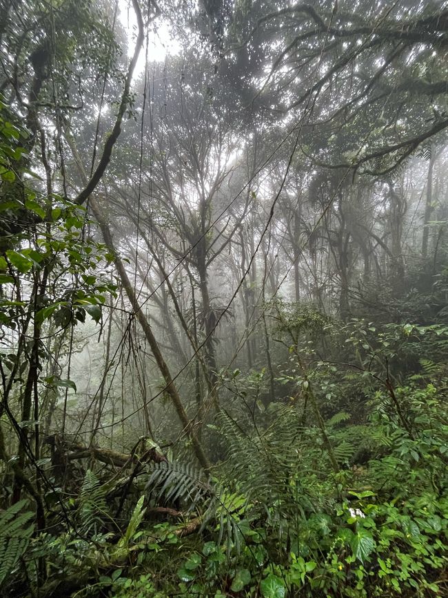 Nebel im Mossy Forest