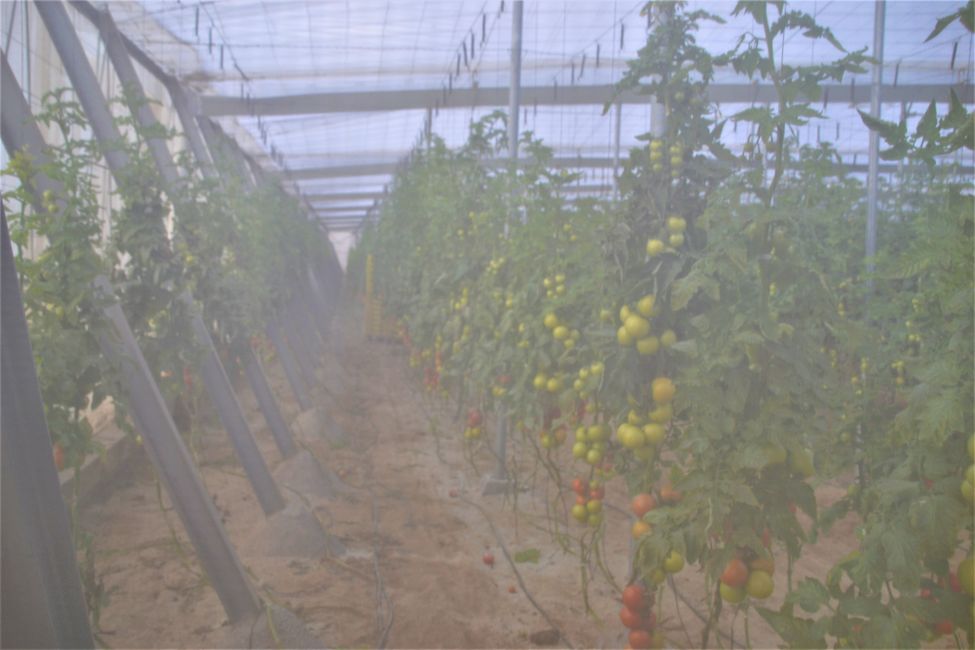 #58 The Greenhouses of Europe or The Plastic Sea