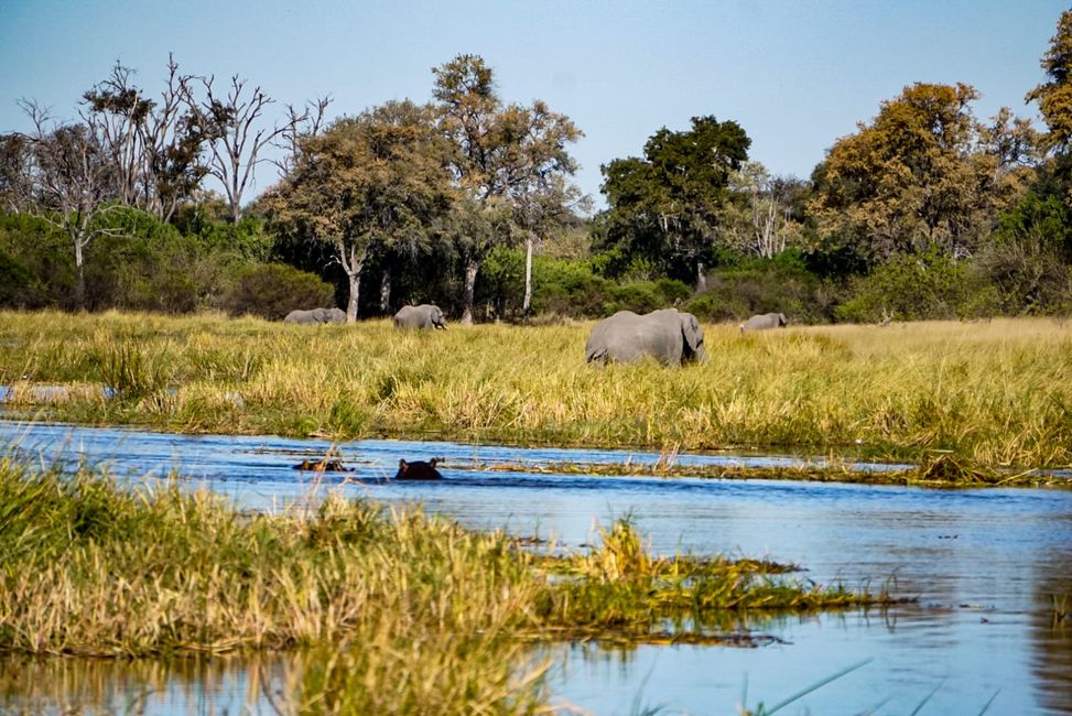 Elefanten und Hippos im Okavango Delta