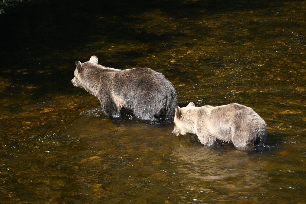 Grizzly bears 