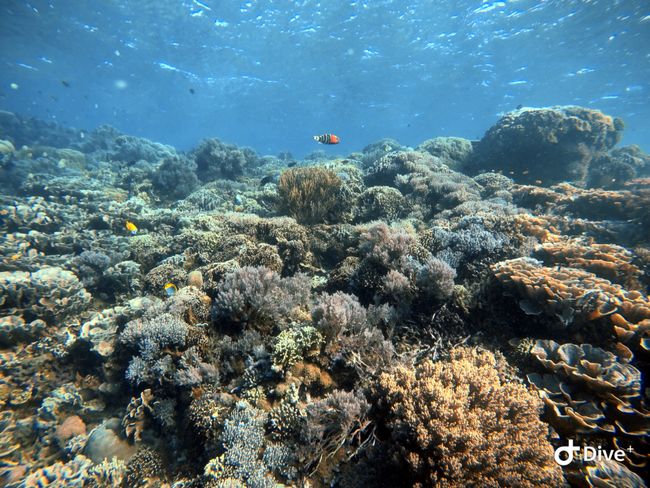 Alles voller verschiedener Korallen.. tolle Lebensräume versprechen tolle Tauchplätze ;-) 
