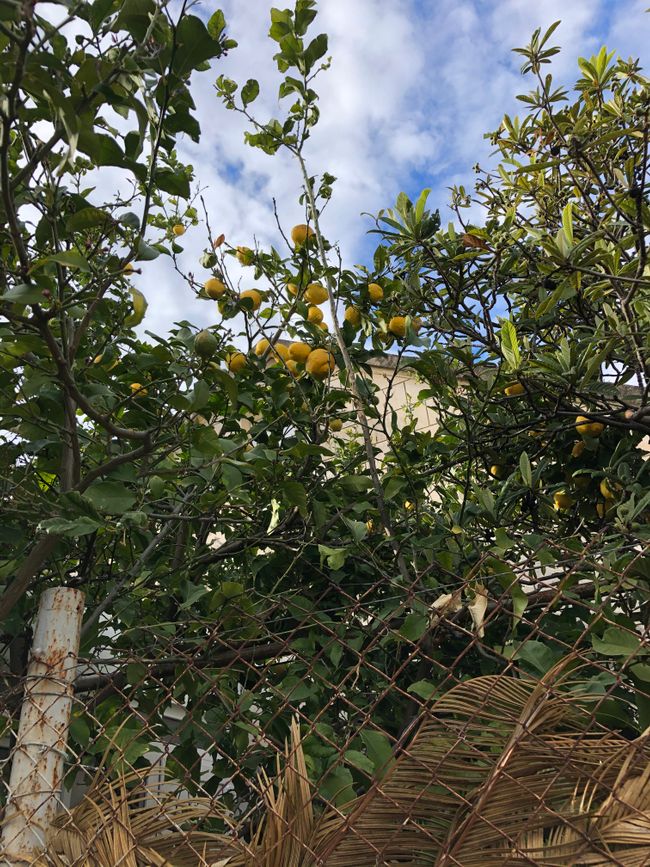 Zitronenbäume in D.