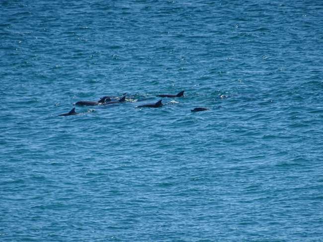 Delfine an der Küste in Byron Bay