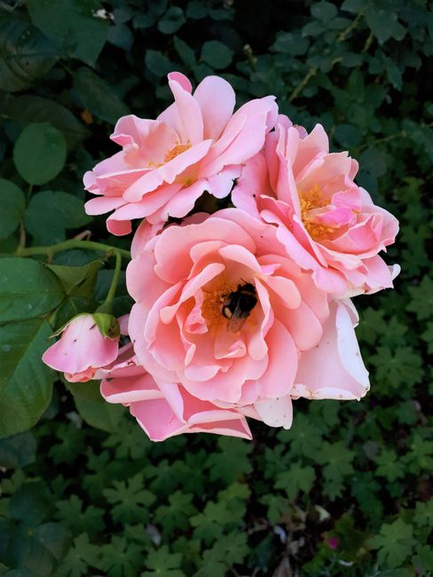 Rose im Rosengarten des Klosters