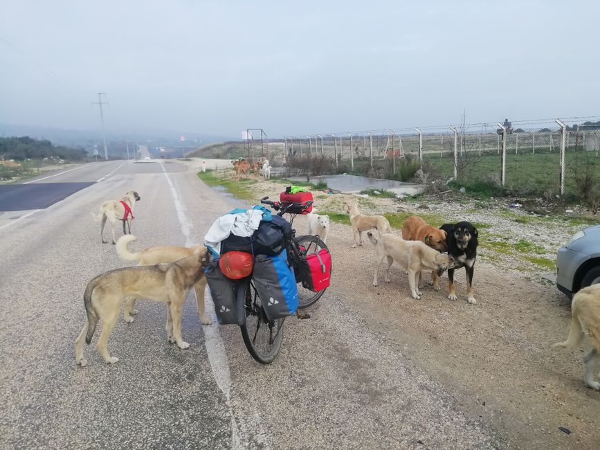 Ausnahmsweise keine wilden Hunde, sie leben in einer Auffangstation in der Nähe von Gölyazi