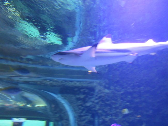 Aquarium Bergen