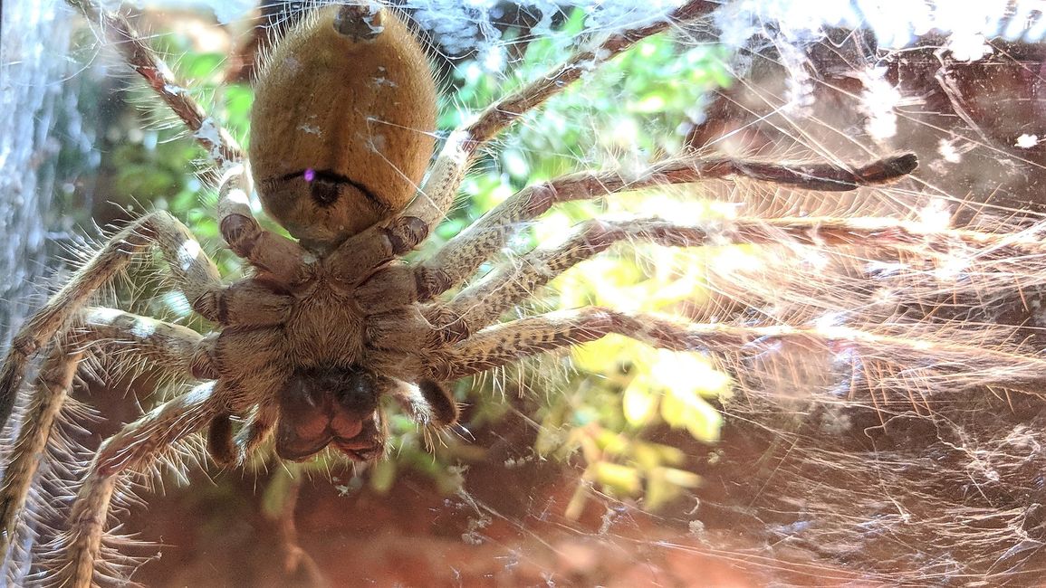 Vor ein paar Tagen noch im Campingklo gesehen - heute im Zoo: die Huntsman Spider!