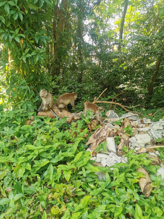 Ко Чанг - диви маймуни, изгубени места и много природа