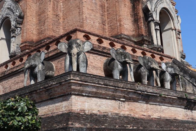 Elephants at Wat Chedi Luang.
