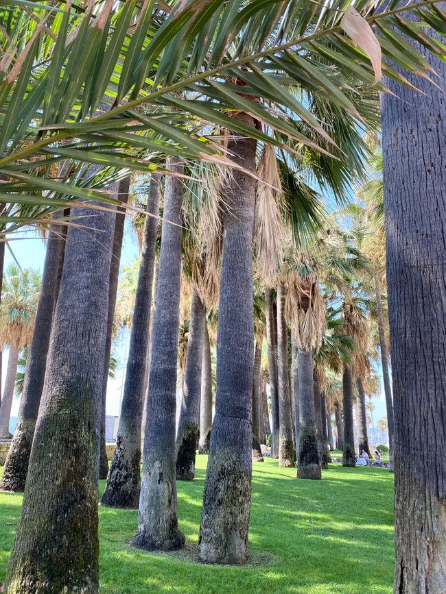 Nizza, ach ne, Cannes 