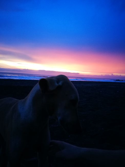 Hundekuscheln beim Sonnenuntergang