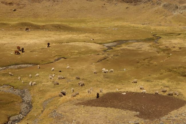 Die Schafe und Lamas sind auch hier zu Hause. 