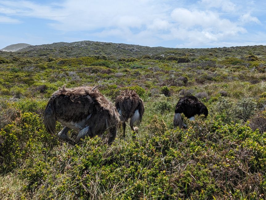 Cape Point Route 165 km
