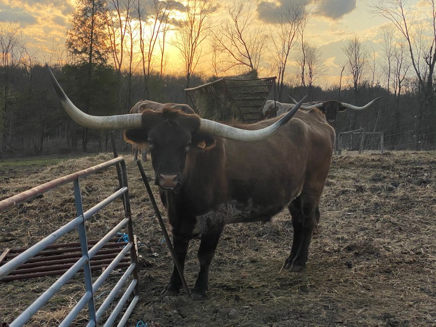 Longhorn Bulle/ longhorn bull