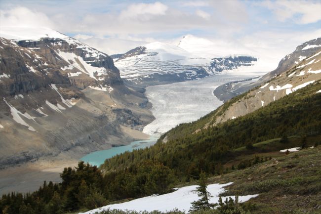 Blick auf den Saskatchewan Gletscher