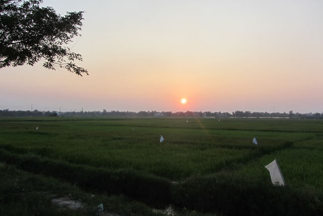Sonnenuntergang über den Reisfeldern