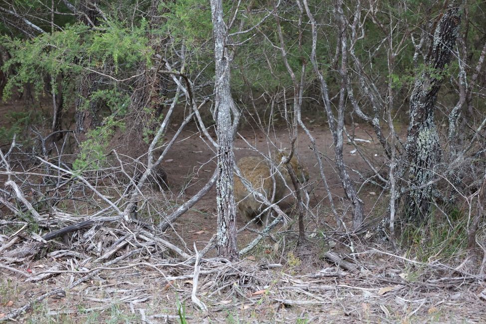 wombat next to street