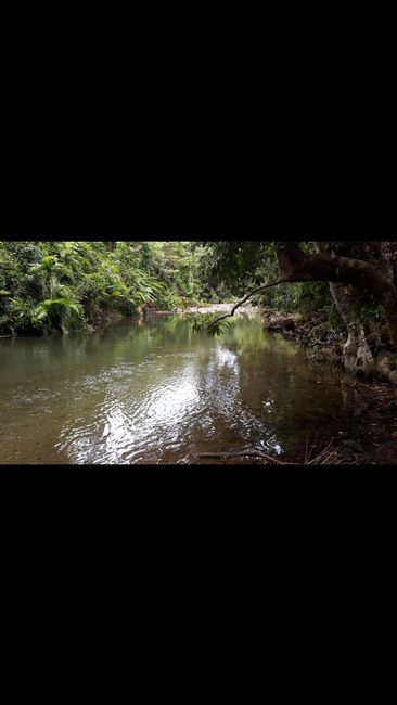 Port Douglas - Daintree Forest - Cape Tribulation - Daintree River