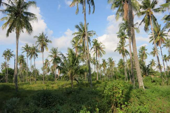 Coconut trees on Gili Air