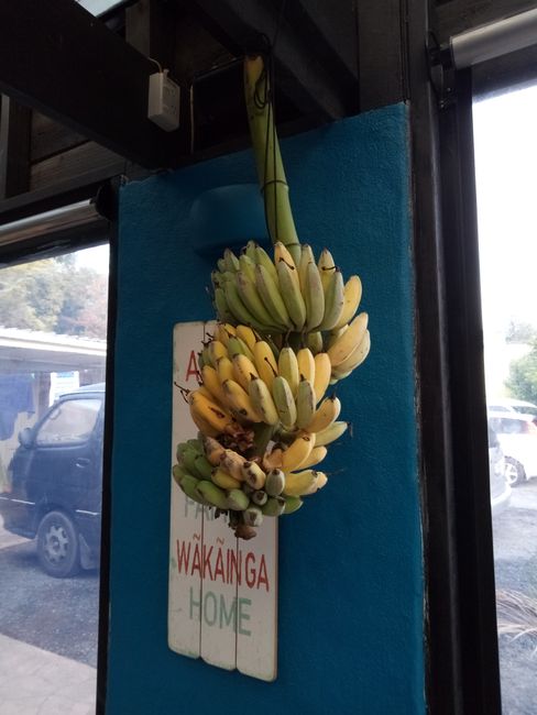 Banana plant from New Zealand