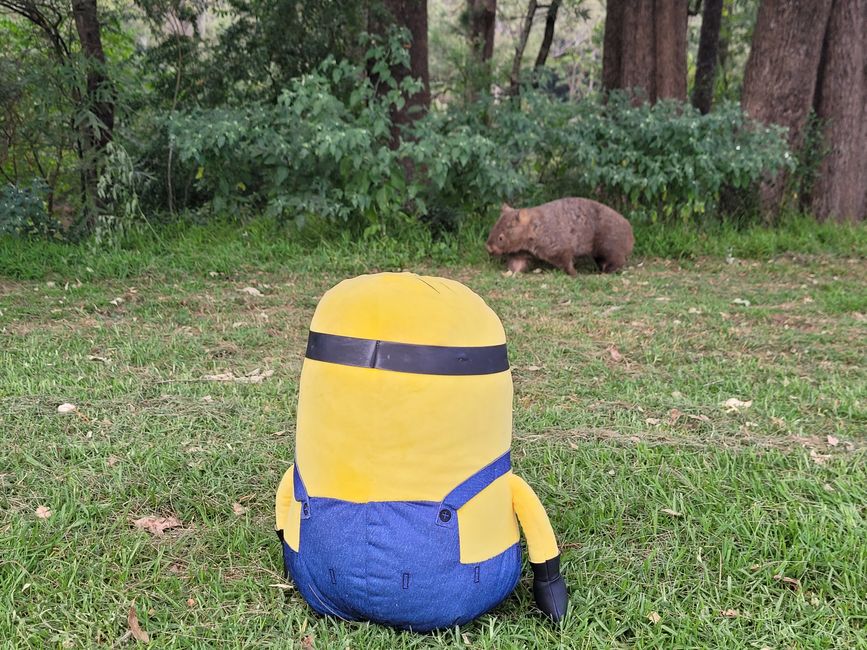 Stuart found wombat