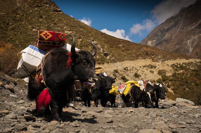 Der obere Teil des Hochtals wird mittels Yak-Karawanen aus Tibet und nicht mehr durch Mulis von nepalesischer Seite versorgt.