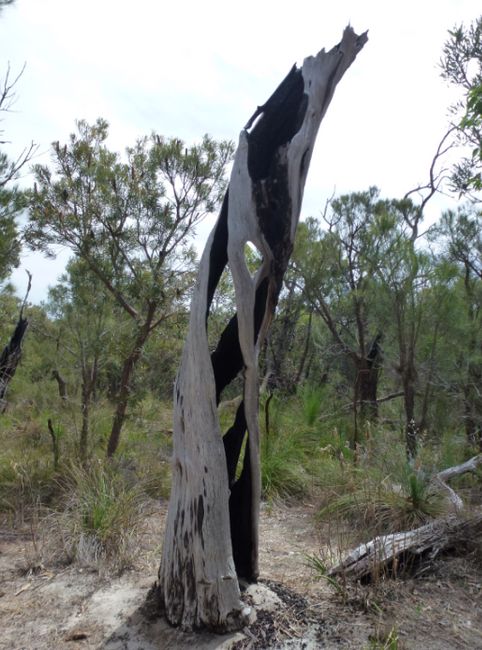 Bizarre tree trunk, Botanic Garden Perth