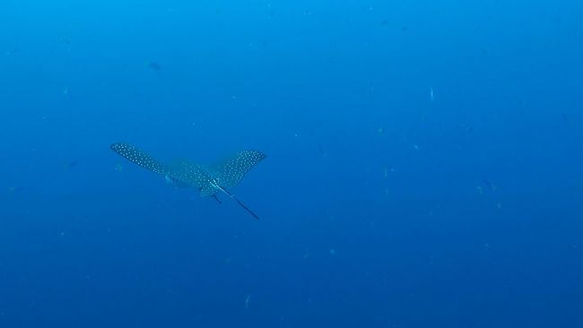 Eagle ray flies by