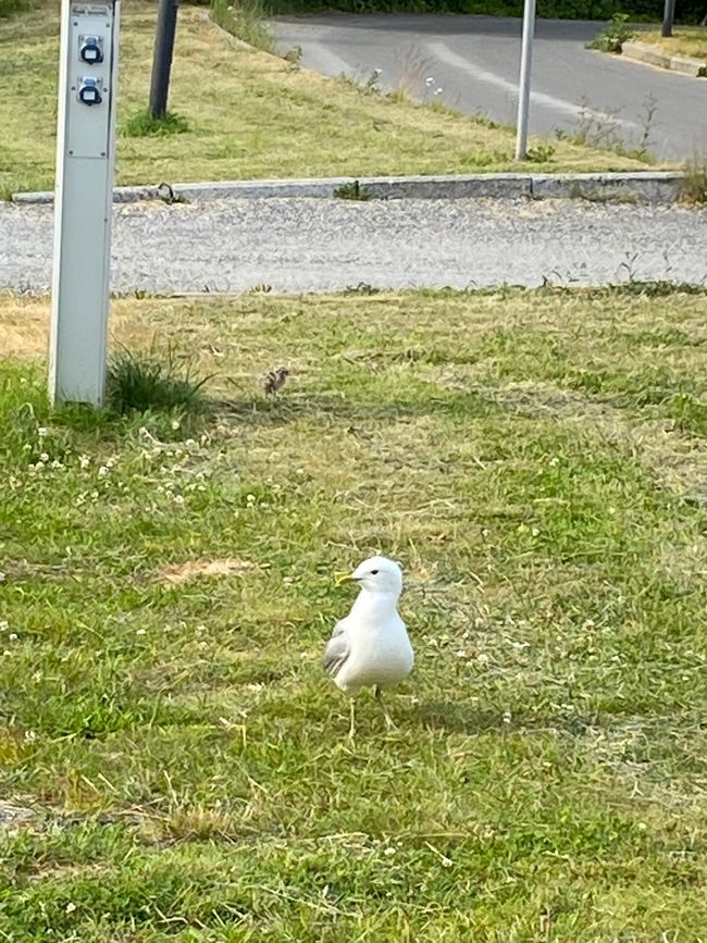 Risør - Attack of the Killer Seagulls