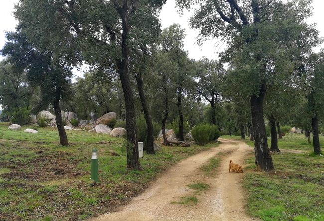 The campsite in the cork oak forest